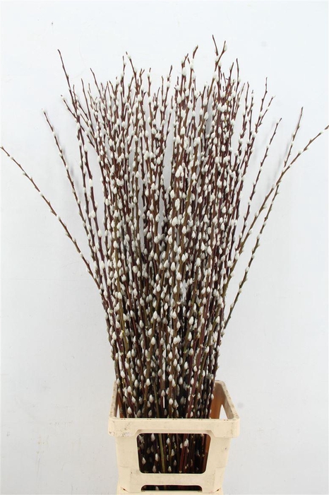 <h4>Salix Wilgenkatjes 120cm</h4>