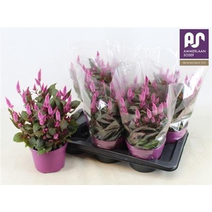 Celosia Wild Pink