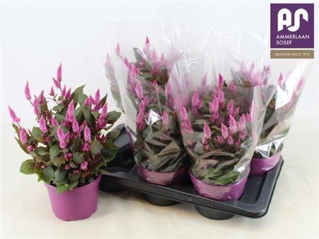 <h4>Celosia Wild Pink</h4>
