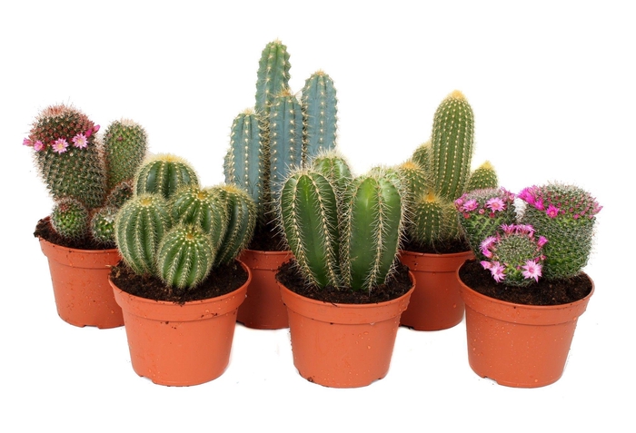 <h4>Cactus 15 cm mix</h4>