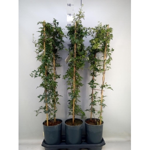 Clematis forst. 'Avalanche'