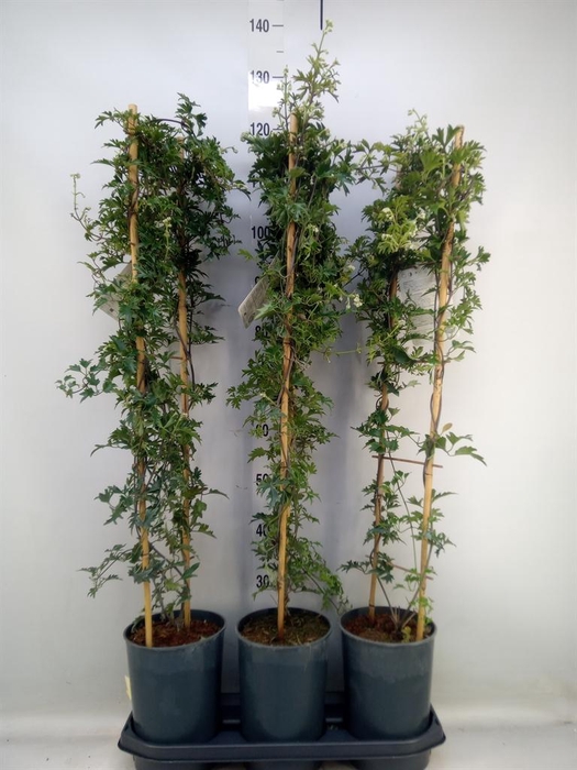 <h4>Clematis forst. 'Avalanche'</h4>