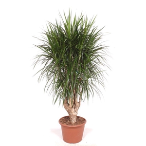 Dracaena marginata