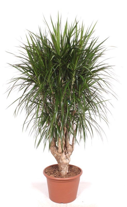 <h4>Dracaena marginata</h4>