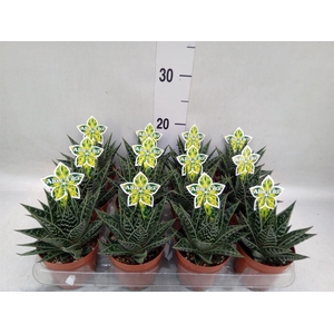 Aloe aristata 'Tiki Tahi'
