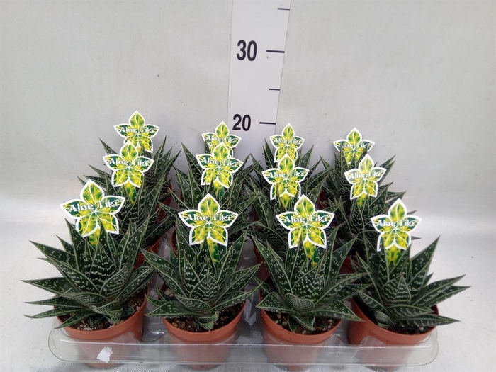 <h4>Aloe aristata 'Tiki Tahi'</h4>