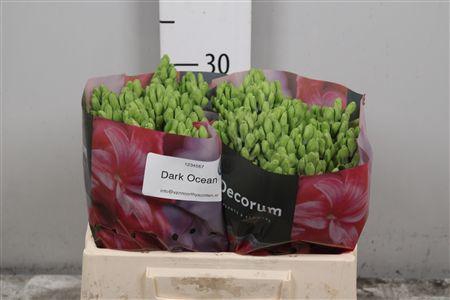 <h4>Hyac Dark Ocean</h4>