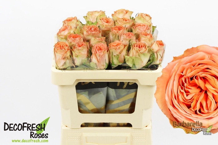 <h4>R Gr Barbarella</h4>