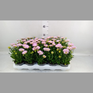 Osteospermum  '3D Pink'