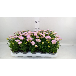 Osteospermum  '3D Pink'