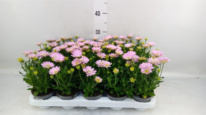 <h4>Osteospermum  '3D Pink'</h4>