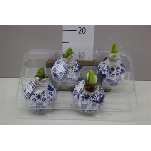 Hippeastrum Wax Delft's Blue