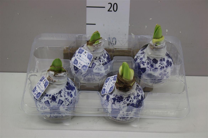 <h4>Hippeastrum Wax Delft's Blue</h4>