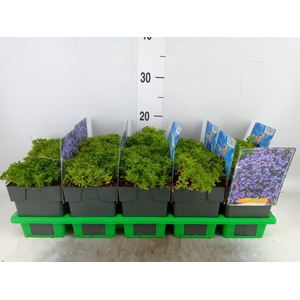 Campanula cochl.