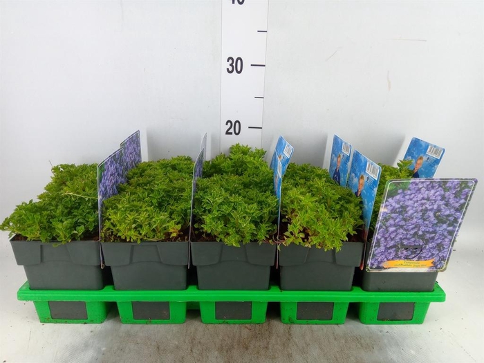 <h4>Campanula cochl.</h4>