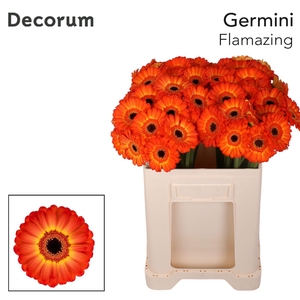 Germini Flamazing Water