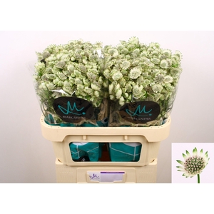 Astrantia Billion Stars XL