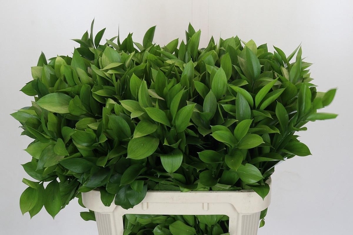 <h4>RUSCUS HYPOPHYLLUM</h4>