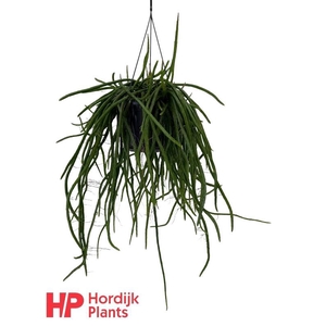 Rhipsalis hangpot Wercklei