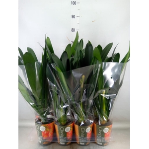 Clivia miniata