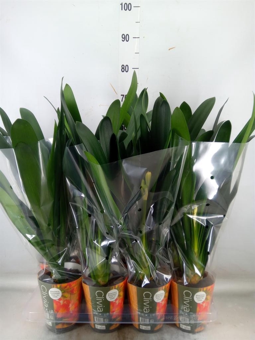 <h4>Clivia miniata</h4>