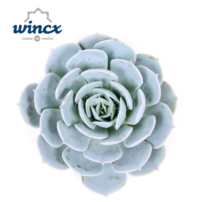 <h4>Echeveria Grey Prince Cutflower</h4>