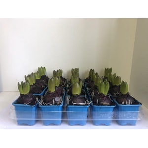 7 cm delft blue zonder etiket