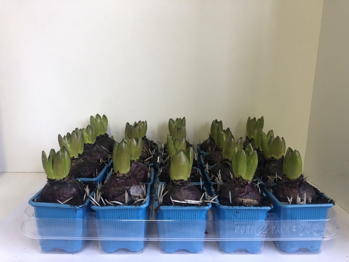 <h4>7 cm delft blue zonder etiket</h4>