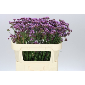 Verbena Ov