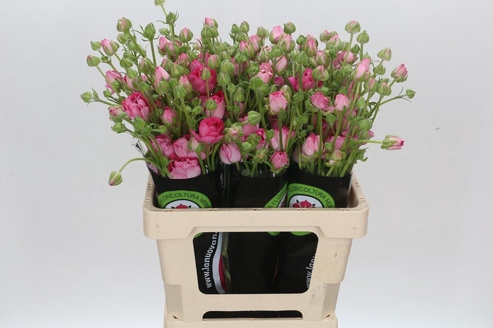 <h4>Ran Moderna Dolce</h4>