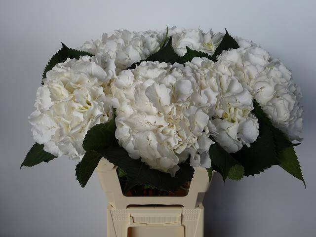 <h4>HYDR M CH WHI VERENA</h4>