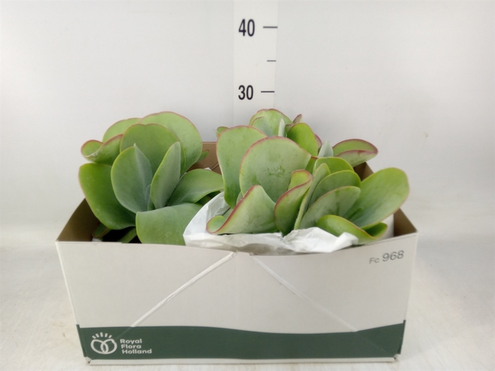 <h4>Kalanchoe NF thyrsiflora 'Red Lips'</h4>
