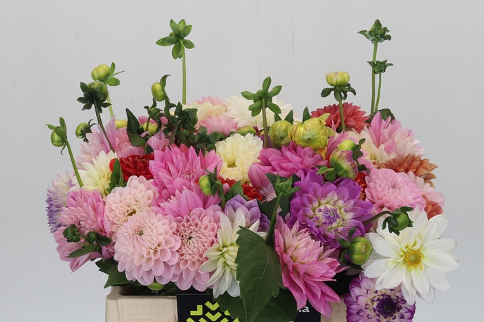 <h4>Dahlia Gemengd in bos</h4>