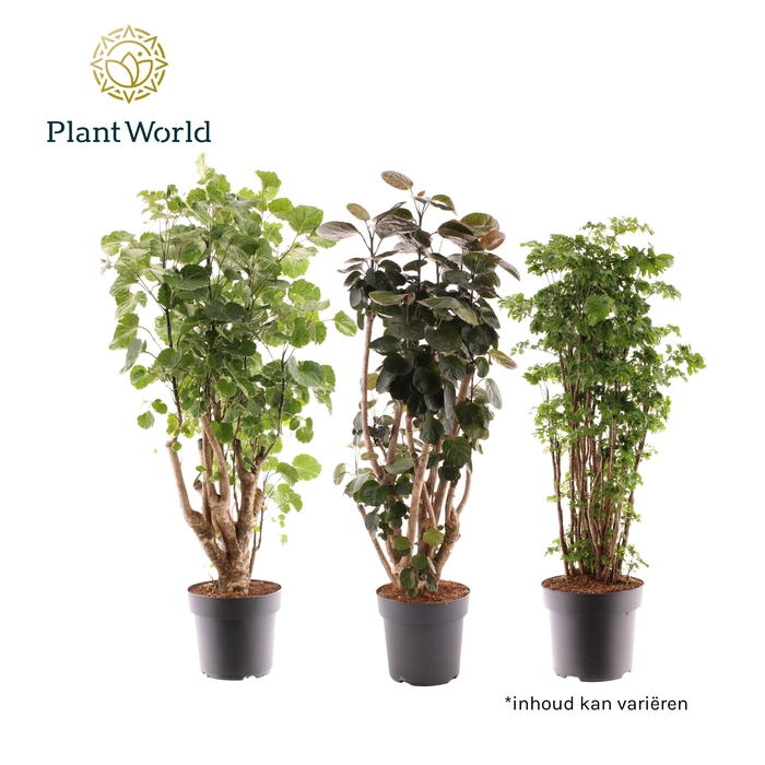 <h4>Polyscias 2-3 soorten gemengd</h4>