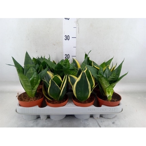 Sansevieria trifa. 'Hahnii'