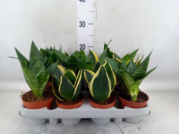 <h4>Sansevieria trifa. 'Hahnii'</h4>