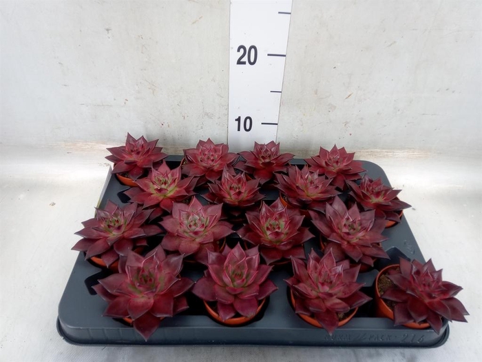 <h4>Echeveria  'Taurus'</h4>