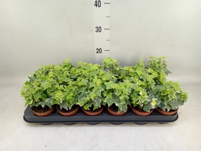 <h4>Hedera helix 'Eva'</h4>