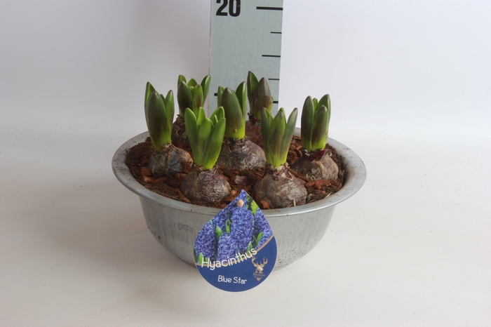 <h4>ARR HYACINTH</h4>