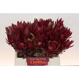 Leucadendron Jester