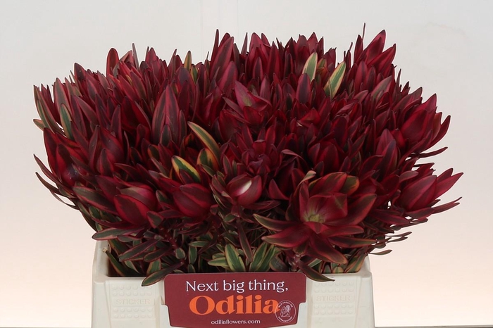 <h4>Leucadendron Jester</h4>