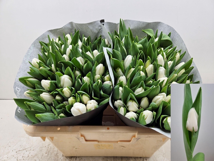 <h4>TU EN TIBET</h4>