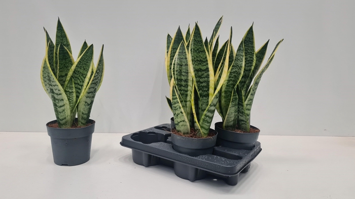 <h4>SANSEV FUTURA SUPERB</h4>