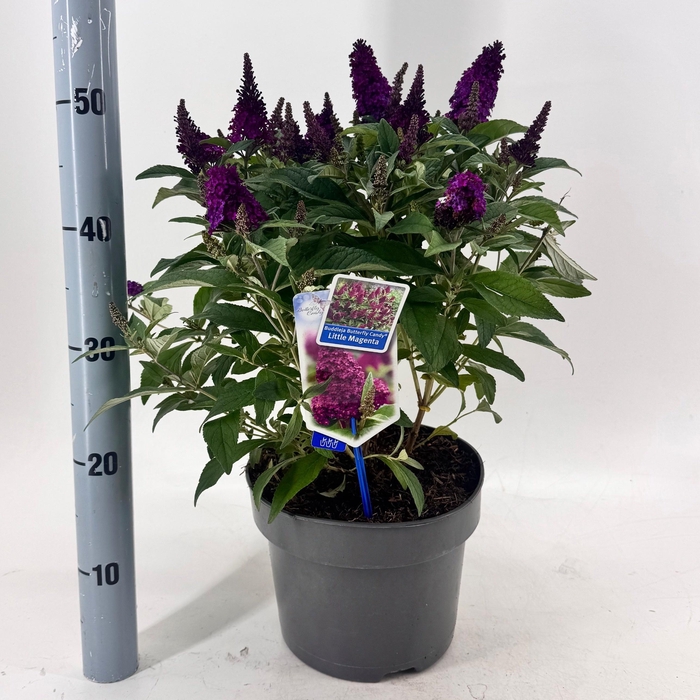 <h4>BUDD BFC LITT PURPLE</h4>