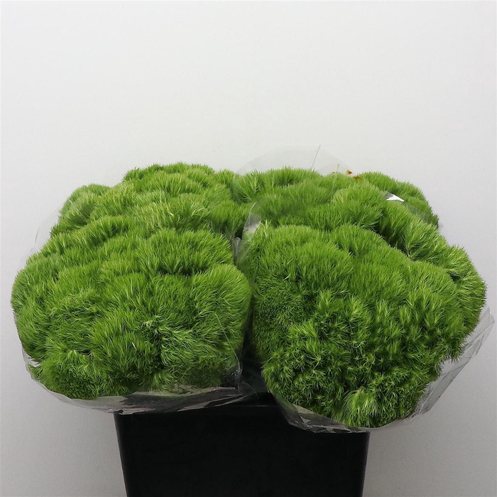 <h4>Di Barb Green Trick</h4>