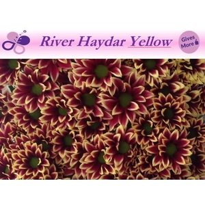 CHR T HAYDAR YELLOW
