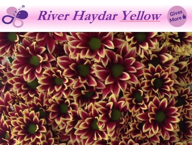 CHR T HAYDAR YELLOW
