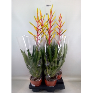 Tillandsia  'Luminosa'