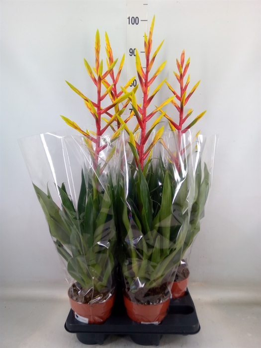 <h4>Tillandsia  'Luminosa'</h4>