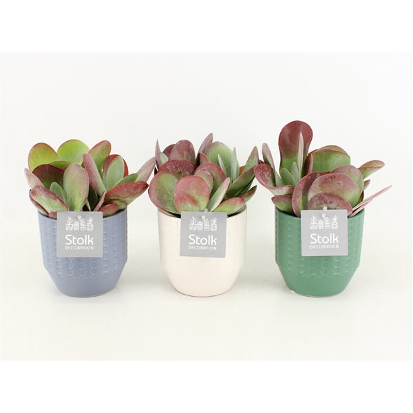 <h4>Kalanchoe Thyrsiflora in Exspression keramiek</h4>